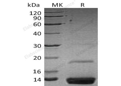 > 95 % as determined by reducing SDS-PAGE.