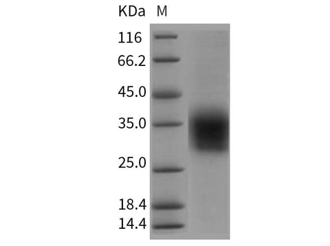 > 95 % as determined by reducing SDS-PAGE.