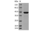 > 95 % as determined by reducing SDS-PAGE.