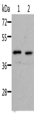 Anti-Human/Mouse/Rat NIF3L1 Antibody - ABMIUM