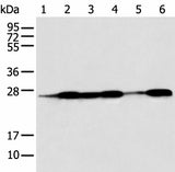 Western blot analysis of Human fetal muscle tissue HEPG2 Jurkat Hela A431 and A549 cell using BAG2 Polyclonal Antibody at dilution of 1:550