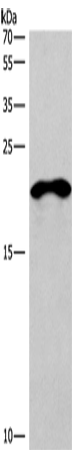Anti-Human/Mouse CD269 Antibody - ABMIUM