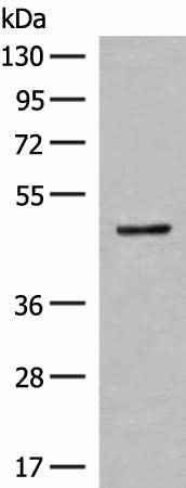Anti-Human/Mouse/Rat SCRN2 Antibody