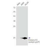 Western blot detection of Histone H3 (acetyl-Lys27) in Hela,A549,HL-60 cell lysates using Histone H3 (acetyl-Lys27) Rabbit mAb(1:1000 diluted).Predicted band size:15kDa.Observed band size:17kDa.