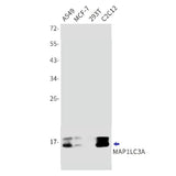 Western blot detection of LC3A in A549,MCF-7,293T,C2C12 cell lysates using LC3A Rabbit mAb(1:1000 diluted).Predicted band size:14kDa.Observed band size:16kDa.