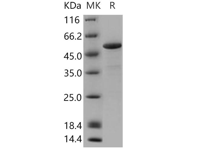 > 80 % as determined by reducing SDS-PAGE.