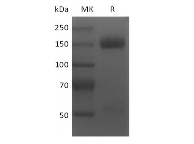 > 95 % as determined by reducing SDS-PAGE.