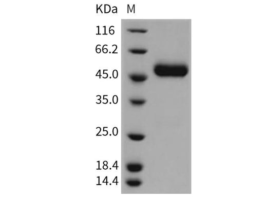 > 97 % as determined by reducing SDS-PAGE.