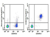 Anti-Human CD268 Antibody [H353-4A2] - ABMIUM