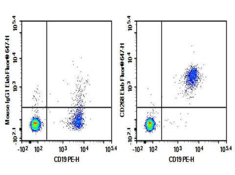 Anti-Human CD268 Antibody [H353-4A2] - ABMIUM