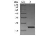 > 98 % as determined by reducing SDS-PAGE.
