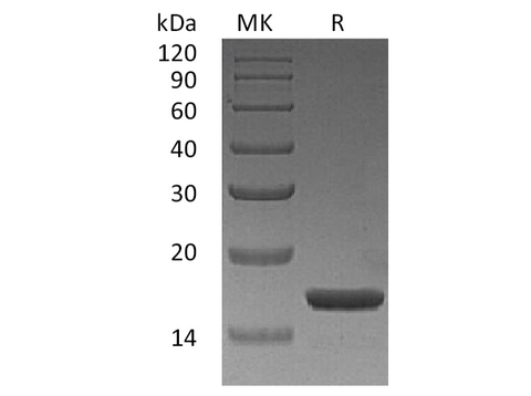 > 98 % as determined by reducing SDS-PAGE.
