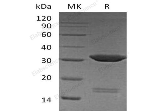 > 95 % as determined by reducing SDS-PAGE.