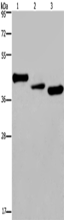 Anti-Human/Mouse/Rat CYR61 Antibody - ABMIUM
