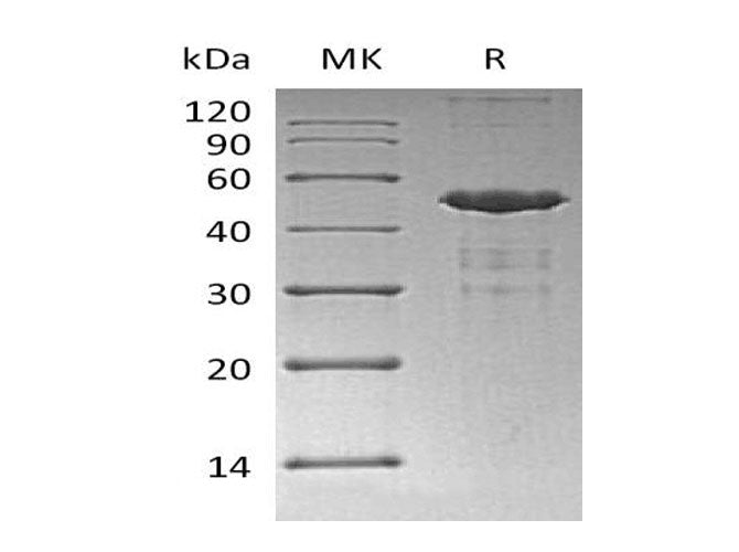 > 80 % as determined by reducing SDS-PAGE.