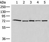 Western blot analysis of 293T Hela HepG2 231 and TM4 cell lysates using ATMIN Polyclonal Antibody at dilution of 1:500