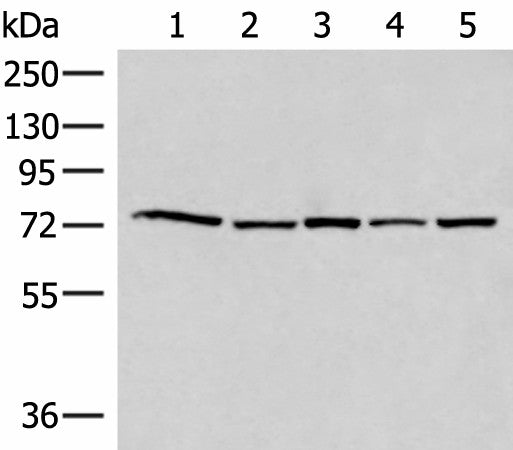 Western blot analysis of 293T Hela HepG2 231 and TM4 cell lysates using ATMIN Polyclonal Antibody at dilution of 1:500