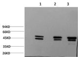 Western Blot analysis of 1) MCF7, 2) Rat brain, 3) Mouse brain using Epsilon Tubulin Monoclonal Antibody at dilution of 1:2000.