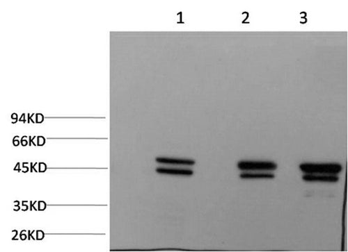 Western Blot analysis of 1) MCF7, 2) Rat brain, 3) Mouse brain using Epsilon Tubulin Monoclonal Antibody at dilution of 1:2000.