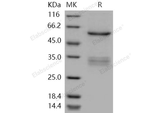 > 80 % as determined by reducing SDS-PAGE.