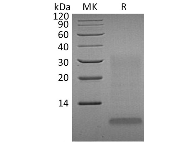 > 80 % as determined by reducing SDS-PAGE.