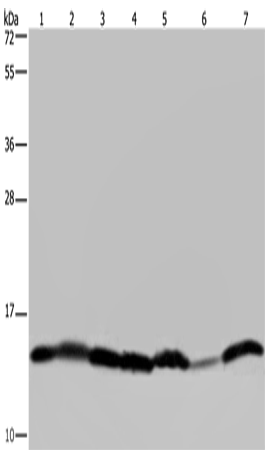 Anti-Human/Mouse HIST1H2AH Antibody - ABMIUM