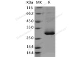 > 95 % as determined by reducing SDS-PAGE.