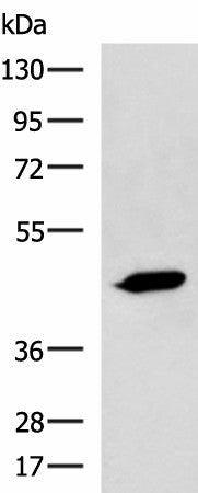 Western blot analysis of A431 cell lysate using ASB10 Polyclonal Antibody at dilution of 1:800