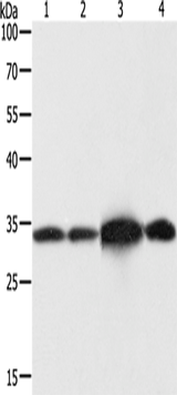 Anti-Human/Mouse/Rat NAPA Antibody - ABMIUM