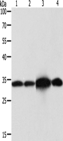 Anti-Human/Mouse/Rat NAPA Antibody - ABMIUM