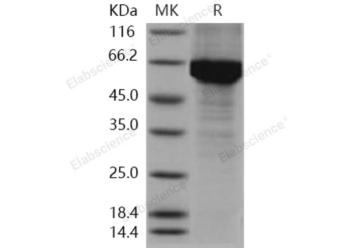 > 85 % as determined by reducing SDS-PAGE.