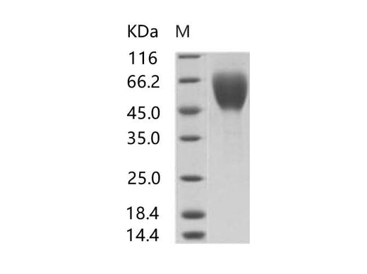 > 95 % as determined by reducing SDS-PAGE.