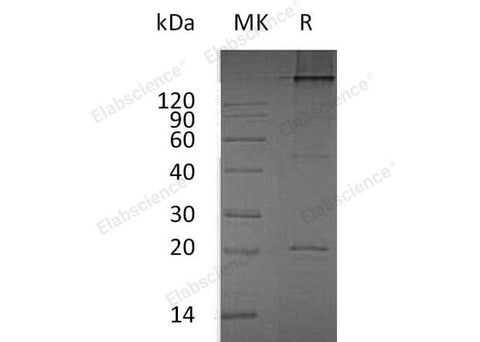 > 98 % as determined by reducing SDS-PAGE.