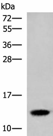 Western blot analysis of Human placenta tissue lysate using HBE1 Polyclonal Antibody at dilution of 1:300