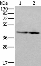 Western blot analysis of Jurkat and PC-3 cell lysates using WDR18 Polyclonal Antibody at dilution of 1:400