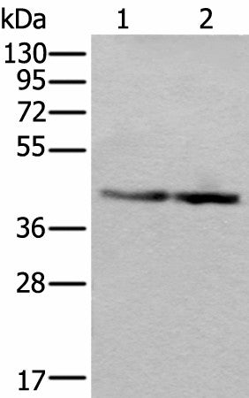 Western blot analysis of Jurkat and PC-3 cell lysates using WDR18 Polyclonal Antibody at dilution of 1:400