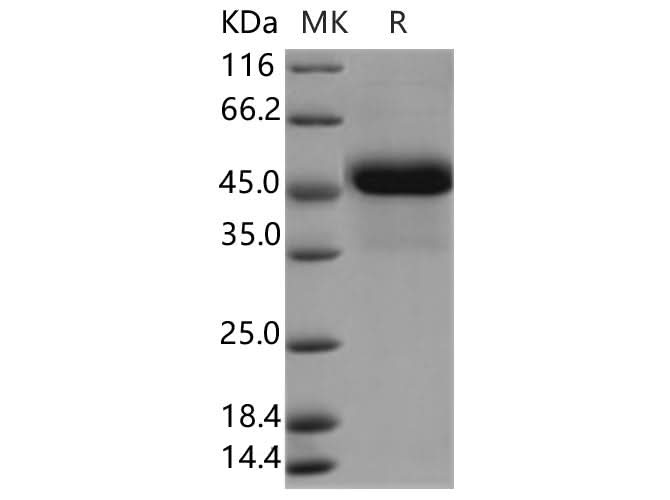 > 90 % as determined by reducing SDS-PAGE.