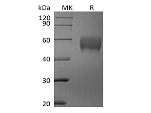 > 95 % as determined by reducing SDS-PAGE.