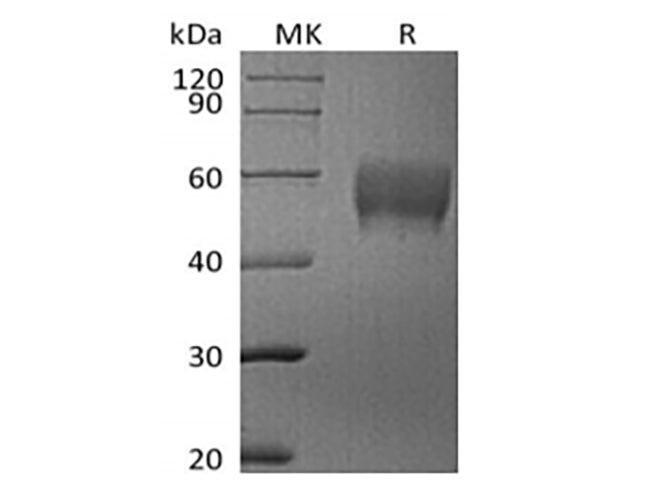 > 95 % as determined by reducing SDS-PAGE.