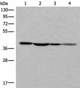 Western blot analysis of 293T 231 and Hela cell lysates using ROM1 Polyclonal Antibody at dilution of 1:400