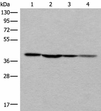 Western blot analysis of 293T 231 and Hela cell lysates using ROM1 Polyclonal Antibody at dilution of 1:400