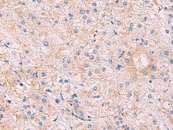 Anti-Human KANSL1L Antibody