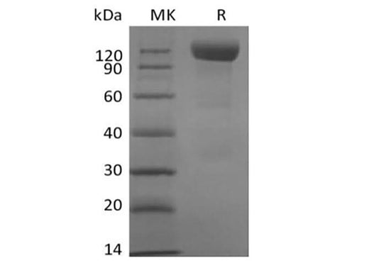 > 90 % as determined by reducing SDS-PAGE.