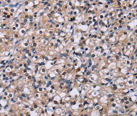 Anti-Human/Mouse/Rat NR1D1 Antibody