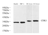 Western Blot analysis of various samples using CDK1 Polyclonal Antibody at dilution of 1:1000.