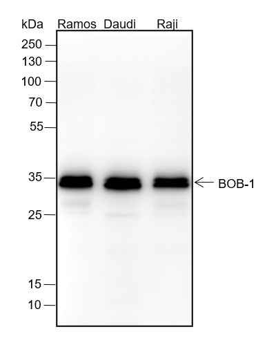 Anti-Human BOB-1 Antibody [A144] - ABMIUM