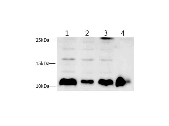 Western blot with S100A4 Polyclonal antibody at dilution of 1:1000.lane 1:A549 whole cell lysate, lane 2:A375 whole cell lysate, lane 3:Hela whole cell lysate, lane 4:NIH/3T3 whole cell lysate