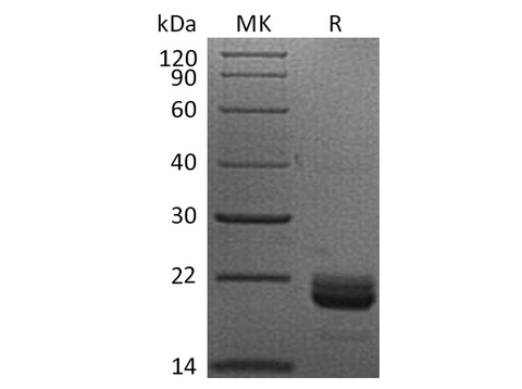 > 95 % as determined by reducing SDS-PAGE.