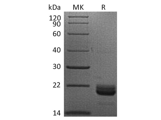> 95 % as determined by reducing SDS-PAGE.