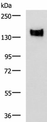 Western blot analysis of A549 cell lysate using CEACAM1 Polyclonal Antibody at dilution of 1:500